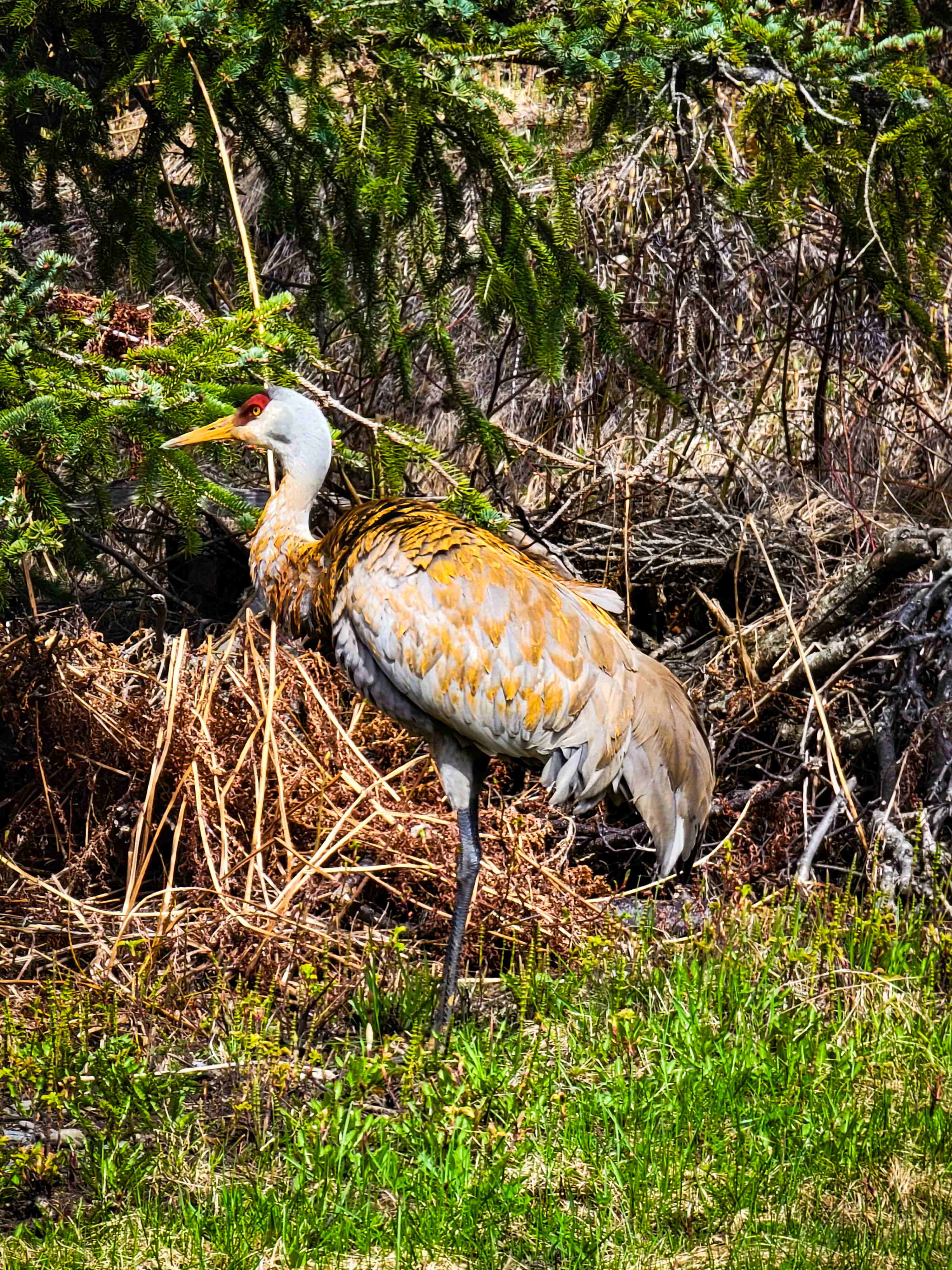 Sand hill crane 1